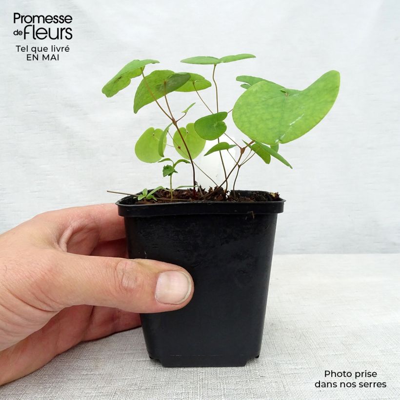 Exemplaar van Epimedium rubrum Galadriel - Elfenbloem Kweekpotje van 8/9 cm zoals geleverd in de lente