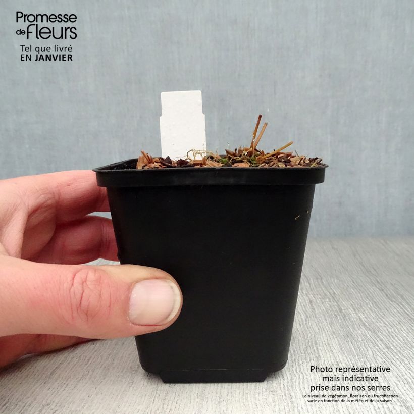 Example of Epimedium rubrum Galadriel - Elfenbloem Kweekpotje van 8/9 cm as you get in hiver