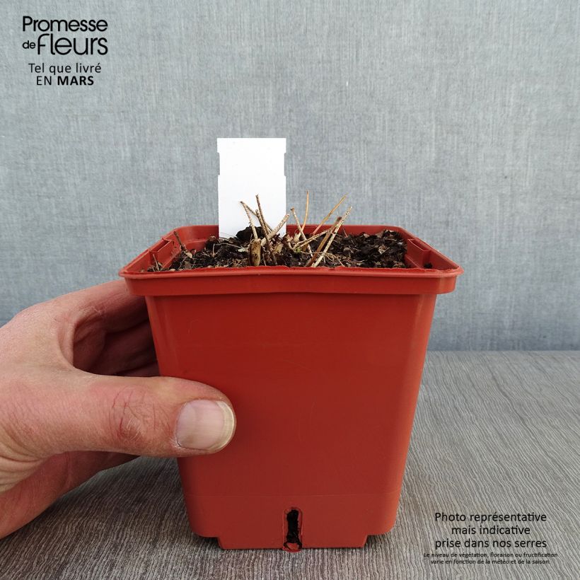 Example of Epimedium rubrum Galadriel - Elfenbloem Pot van 1 l/1,5 l as you get in hiver