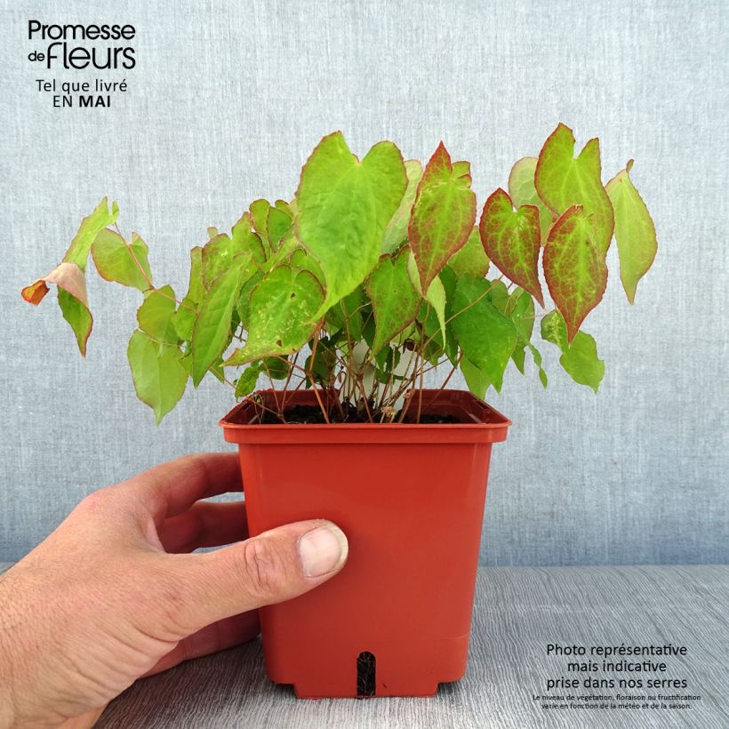 Exemplaar van Epimedium rubrum Galadriel - Elfenbloem Pot van 1 l/1,5 l zoals geleverd in de lente