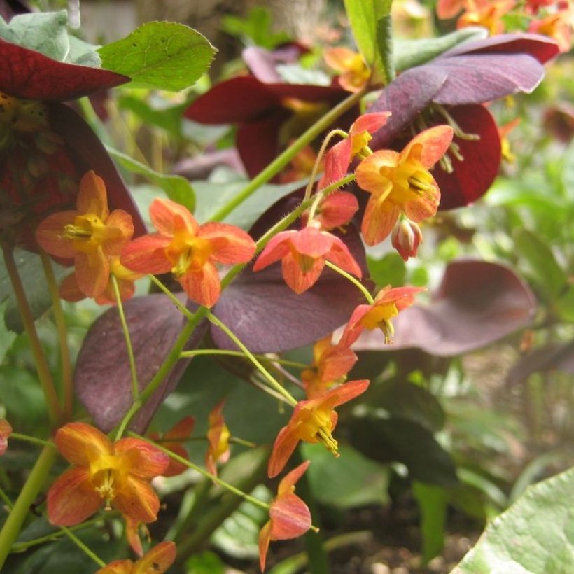 Epimedium warleyense - Elfenbloem (Flowering)