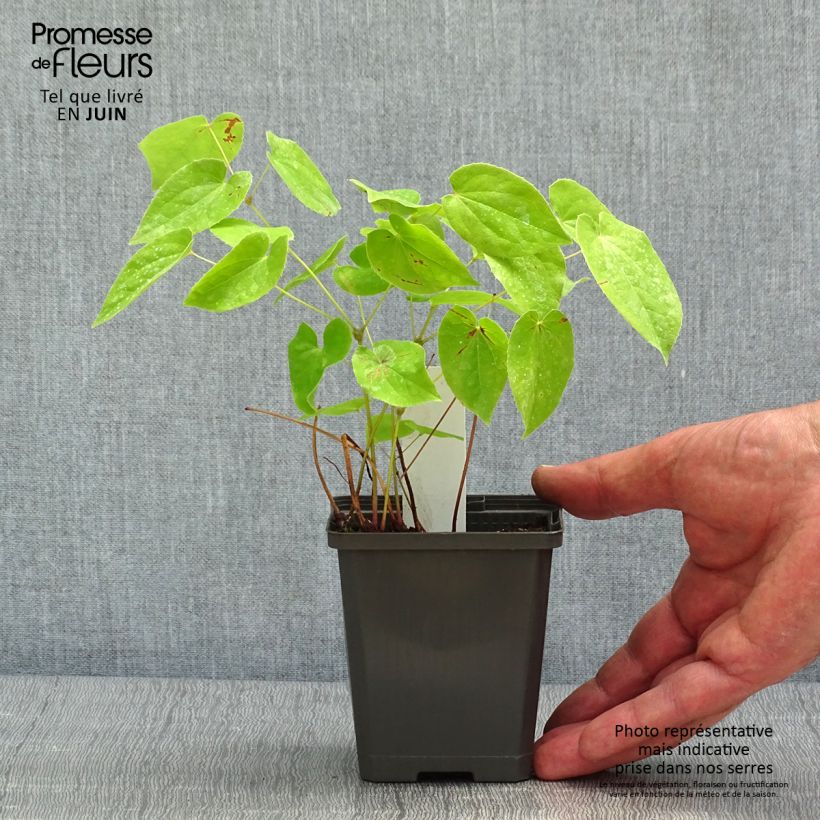 Exemplaar van Epimedium warleyense - Elfenbloem Kweekpotje van 8/9 cm zoals geleverd in de lente