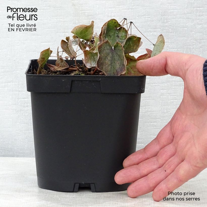 Example of Epimedium warleyense - Fleur des Elfes Pot van 2 l/3 l as you get in hiver