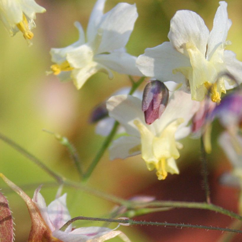 Epimedium versicolor Cupreum - Grootbloemige elfenbloem (Flowering)
