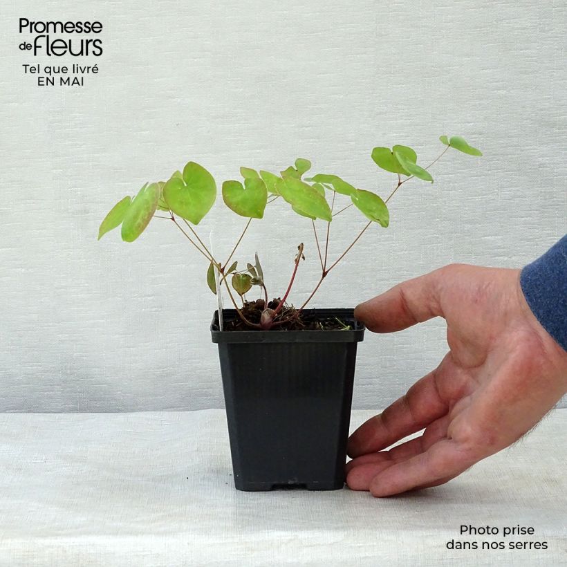 Exemplaar van Epimedium versicolor Sulphureum - Elfenbloem Kweekpotje van 7/8 cm zoals geleverd in de lente