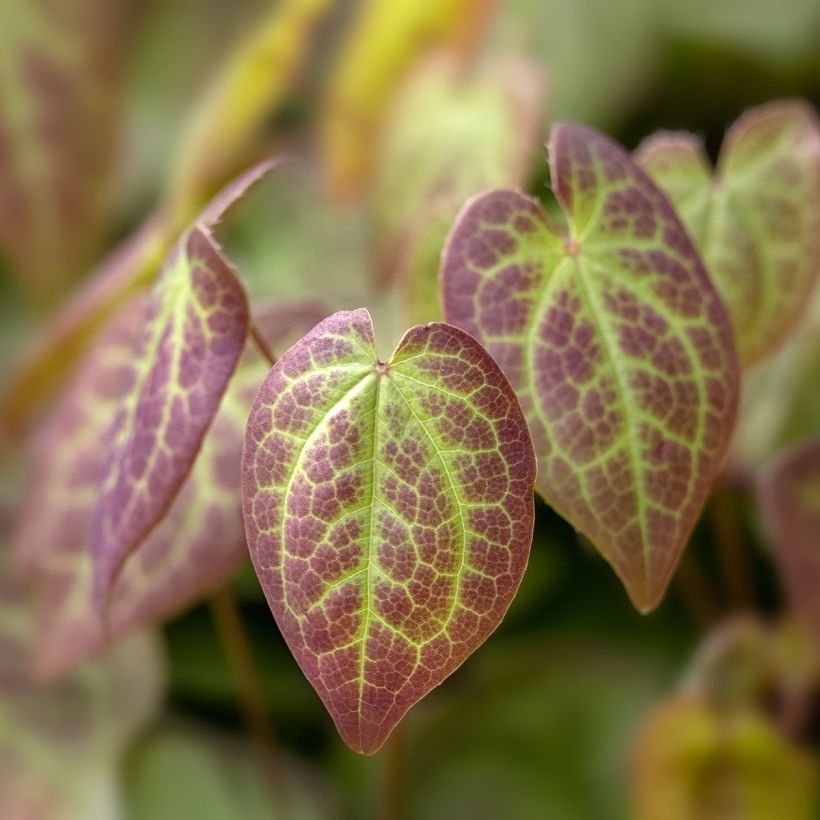 Epimedium versicolor Sulphureum - Elfenbloem (Blad)