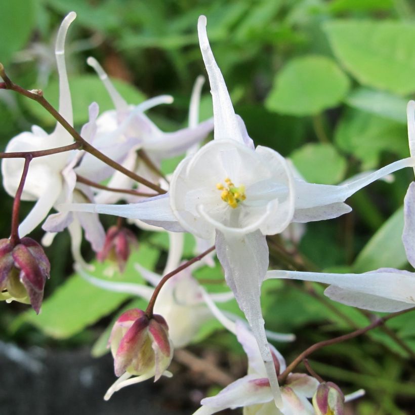 Epimedium youngianum Niveum - Elfenbloem (Flowering)