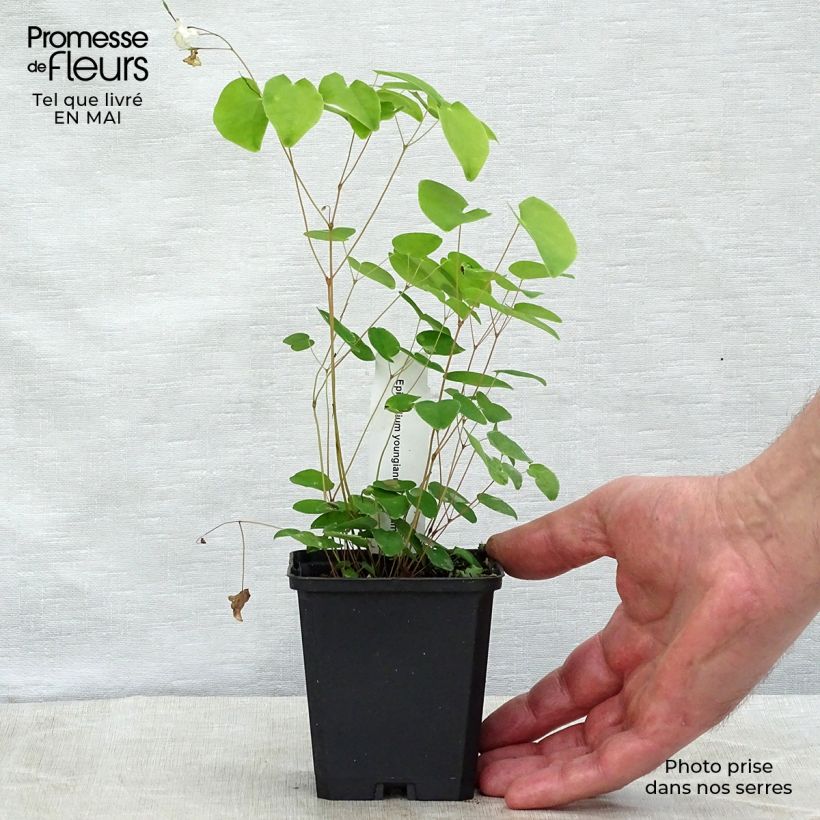 Exemplaar van Epimedium youngianum Niveum - Elfenbloem Kweekpotje van 8/9 cm zoals geleverd in de lente