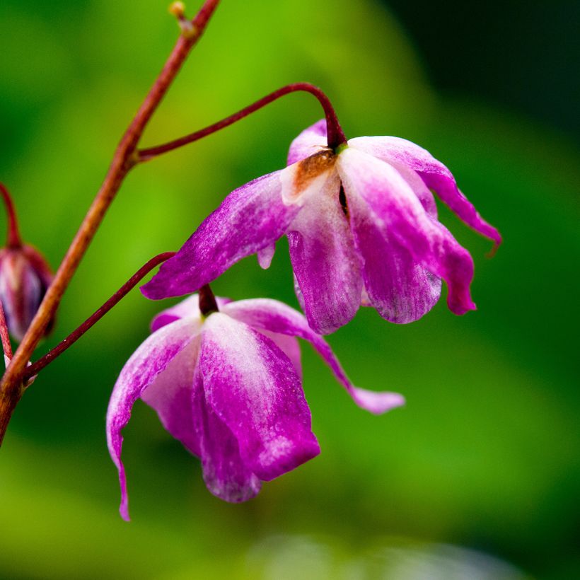 Epimedium youngianum Roseum - Elfenbloem (Bloei)