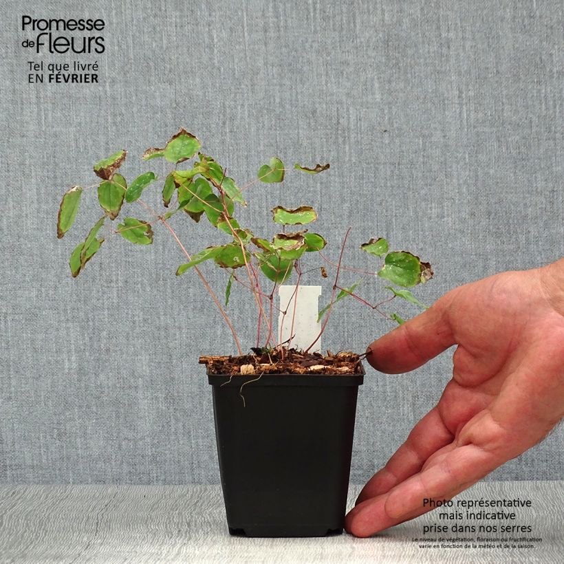 Exemplaar van Epimedium youngianum Yenomoto - Elfenbloem Kweekpotje van 8/9 cm zoals geleverd in de herfst