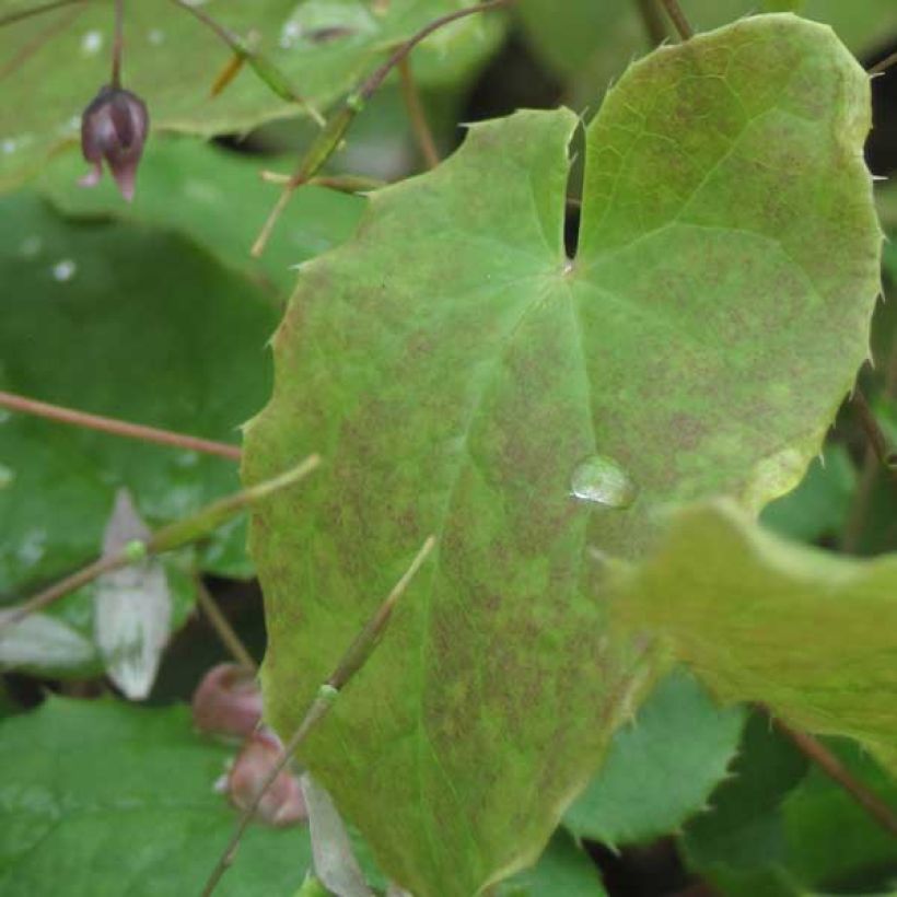 Epimedium Pink Elf - Elfenbloem (Foliage)