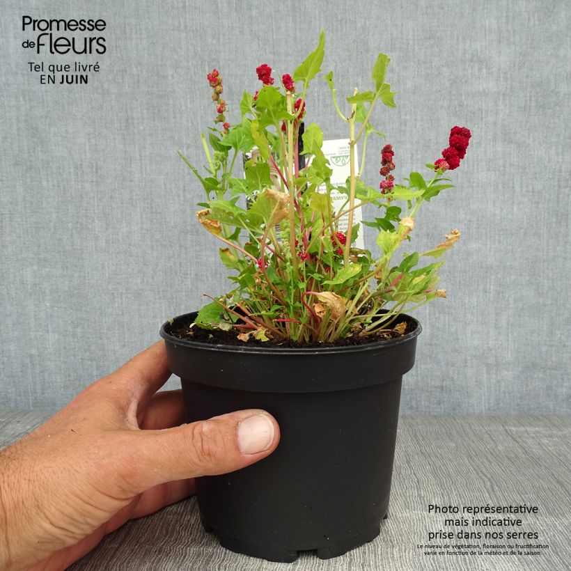 Exemplaar van Aardbeispinazie - Blitum capitatum Pot van 1,5 l/2 l zoals geleverd in de zomer