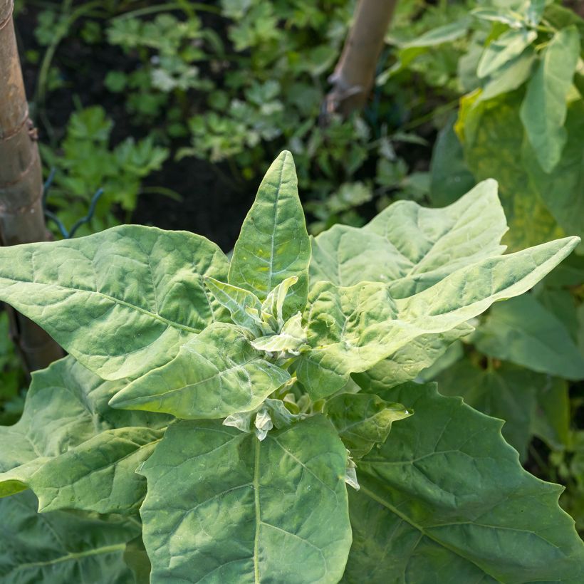 Spinazie Winterreuzen (Blad)