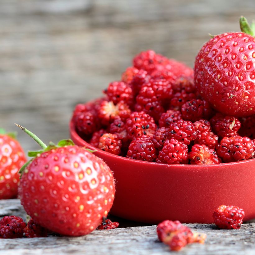 Rode aardbeispinazie - Chenopodium foliosum (Oogst)