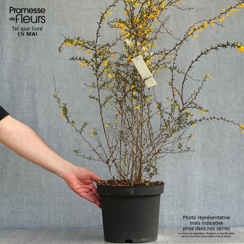 Exemplaar van Berberis stenophylla - Zuurbes Pot van 7,5 l/10 l zoals geleverd in de lente