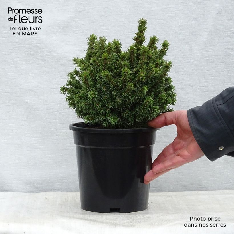 Exemplaar van Picea glauca Alberta Globe - Witte spar Pot van 2 l/3 l zoals geleverd in de lente