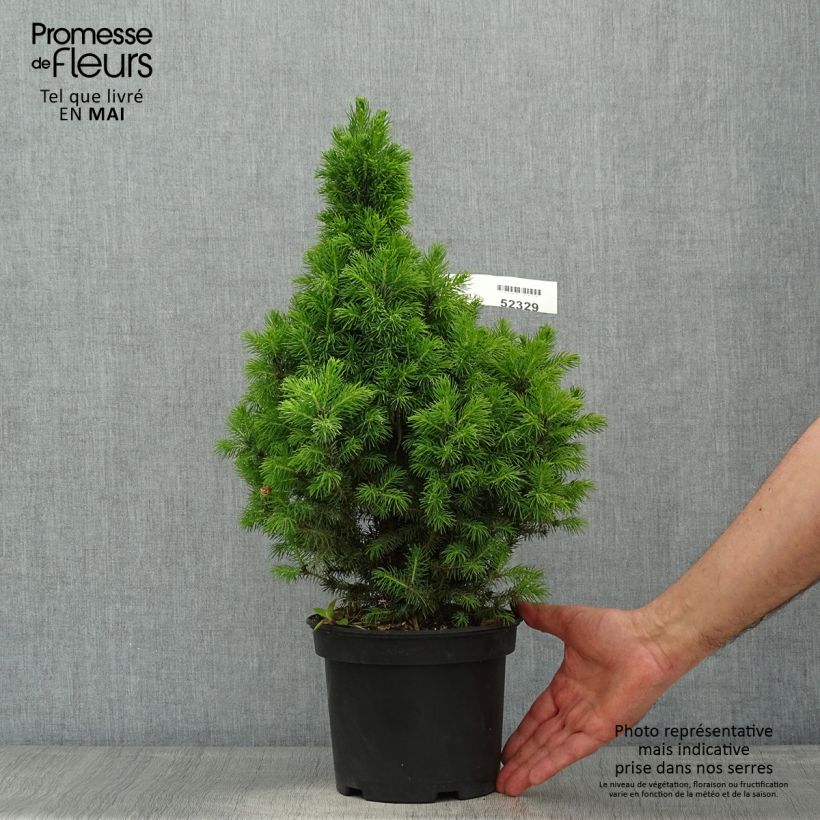 Exemplaar van Picea glauca Conica Blue - Witte spar Pot van 3 l/4 l zoals geleverd in de lente