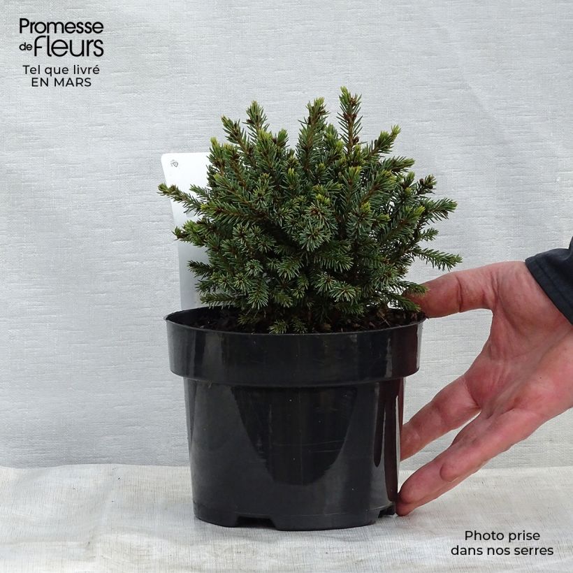 Exemplaar van Picea glauca Echiniformis - Witte spar Pot van 2 l/3 l zoals geleverd in de lente