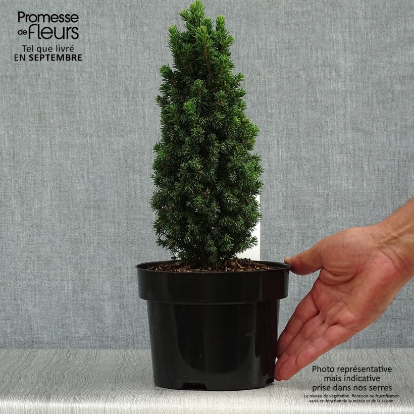 Exemplaar van Picea glauca Piccolo - Witte spar Pot van 2 l/3 l zoals geleverd in de herfst