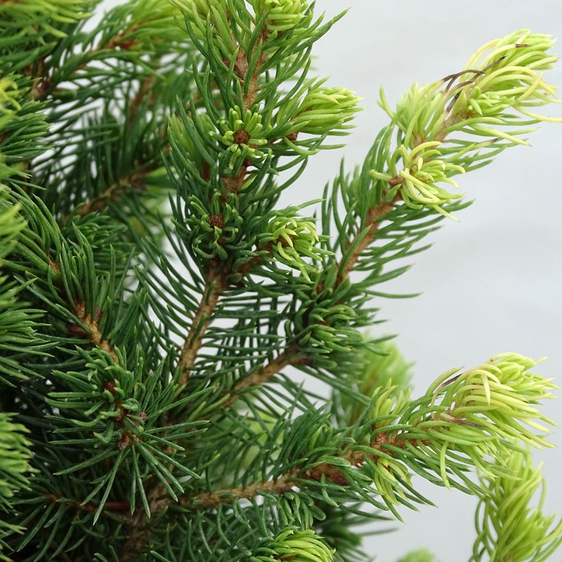 Picea glauca Rainbow's End - Witte spar (Foliage)