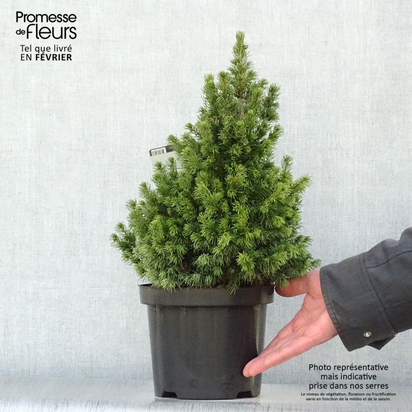 Example of Epinette blanche - Picea glauca Rainbow's End          Pot van 2 l/3 l as you get in hiver