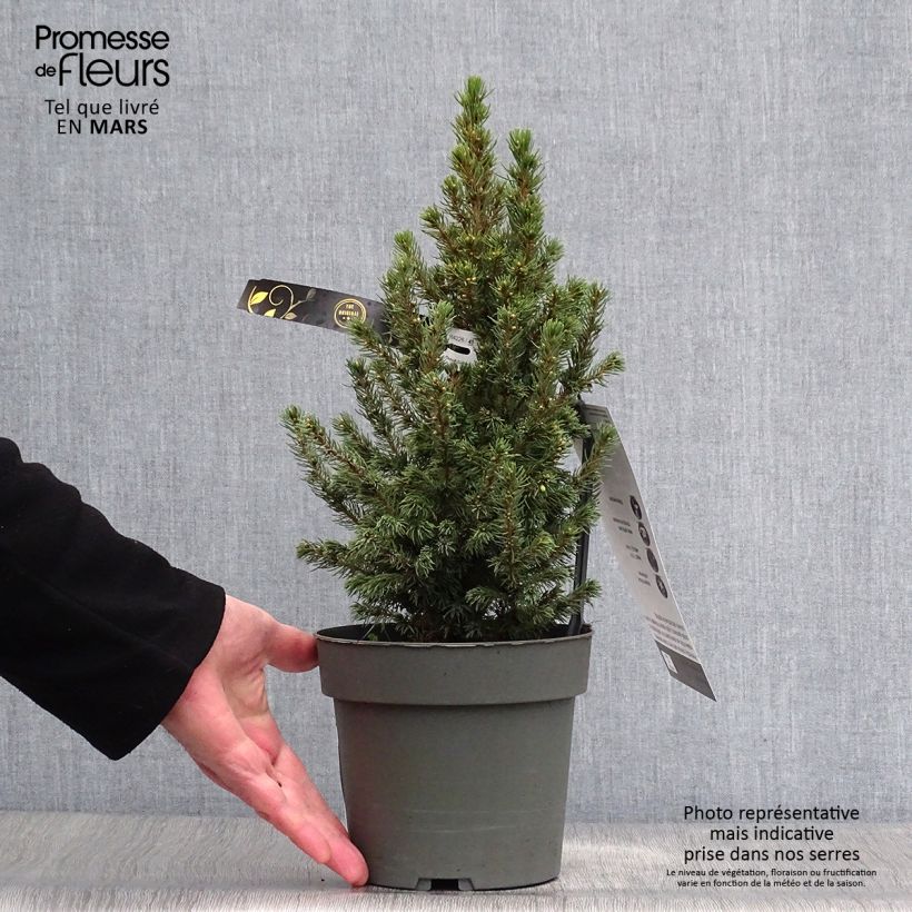 Exemplaar van Picea glauca Sun on the Sky - Witte spar Pot van 2 l/3 l zoals geleverd in de lente