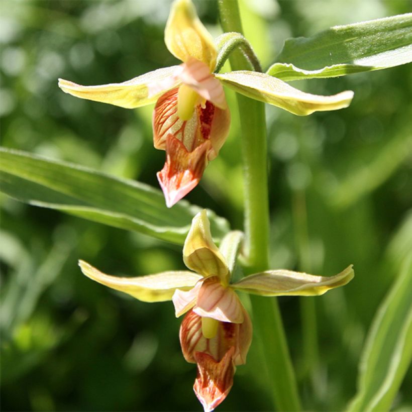 Epipactis gigantea - Wespenorchis (Flowering)