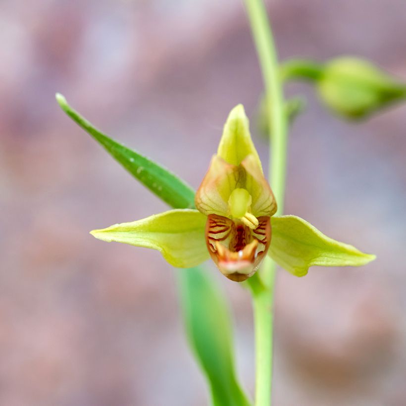 Epipactis gigantea - Wespenorchis (Bloei)