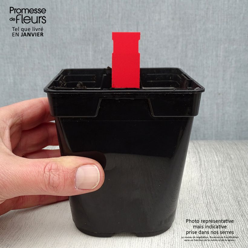 Example of Epipactis gigantea Night Serpentine - Wespenorchis Pot van 1 l/1,5 l as you get in hiver