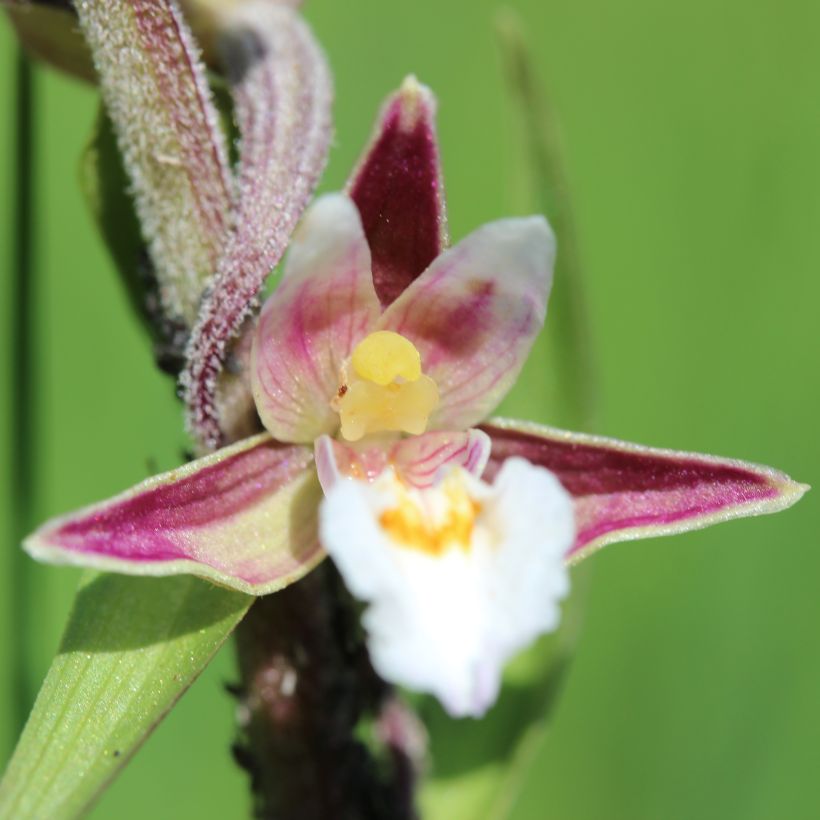 Epipactis palustris - Moeraswespenorchis (Flowering)