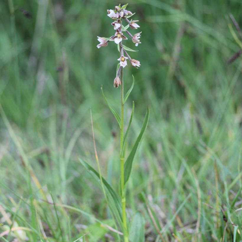 Epipactis palustris - Moeraswespenorchis (Plant habit)
