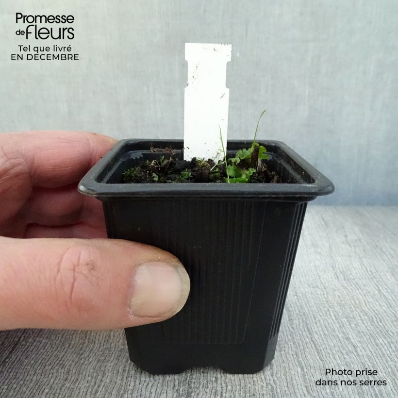 Example of Epipactis palustris, Orchidée des marais  Kweekpotje van 8/9 cm as you get in hiver