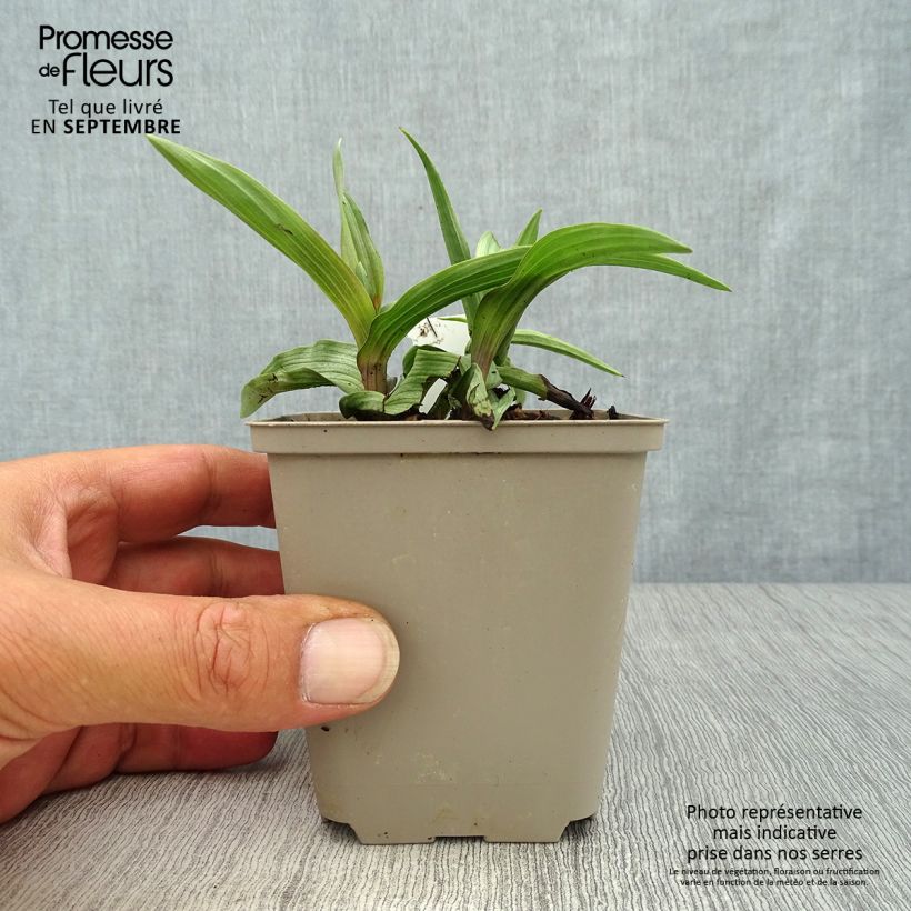 Exemplaar van Epipactis palustris - Moeraswespenorchis Kweekpotje van 8/9 cm zoals geleverd in de herfst
