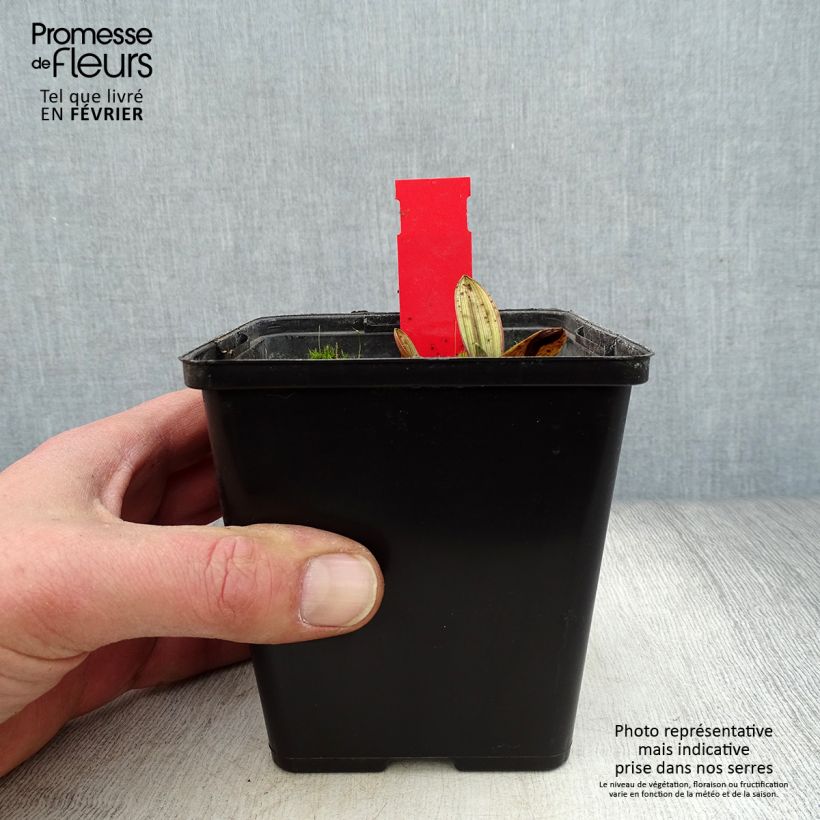 Example of Epipactis palustris, Orchidée des marais  Pot van 1 l/1,5 l as you get in hiver