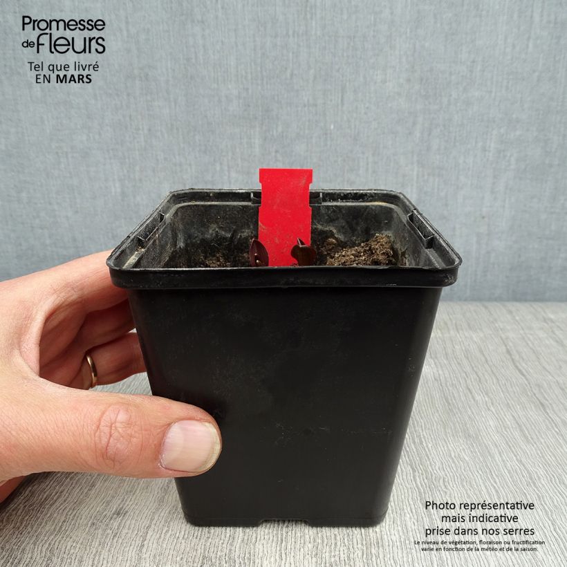 Exemplaar van Epipactis palustris - Moeraswespenorchis Pot van 1 l/1,5 l zoals geleverd in de lente