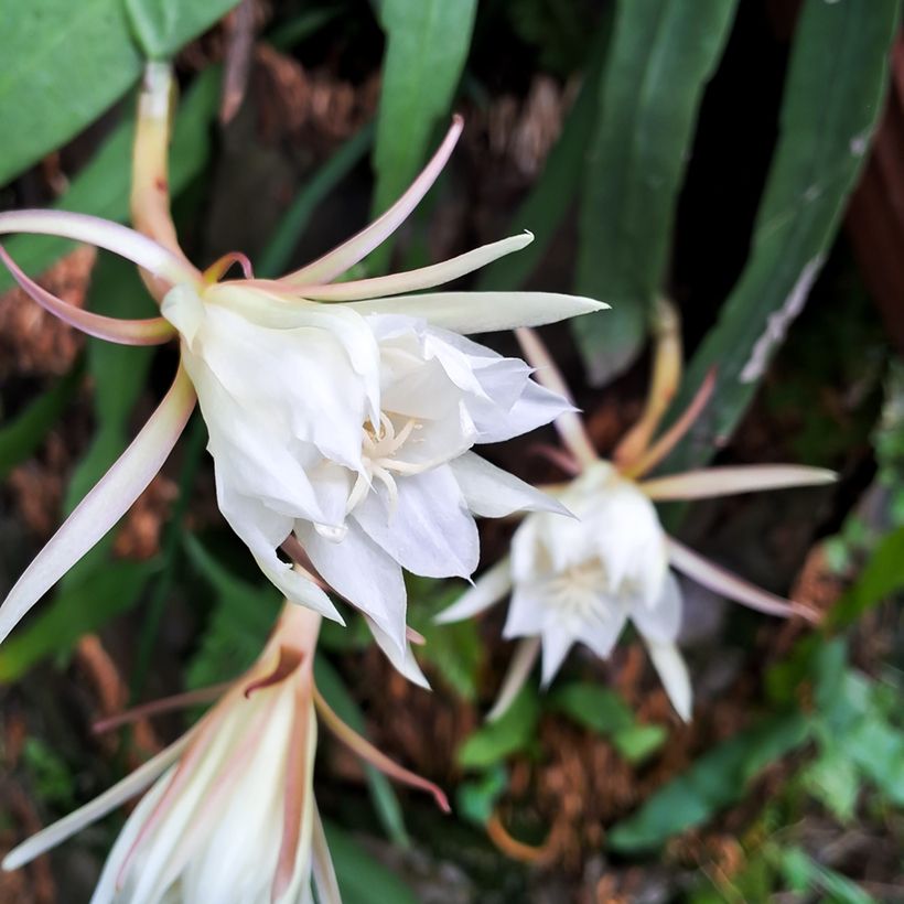 Epiphyllum anguliger - Zaagcactus (Bloei)