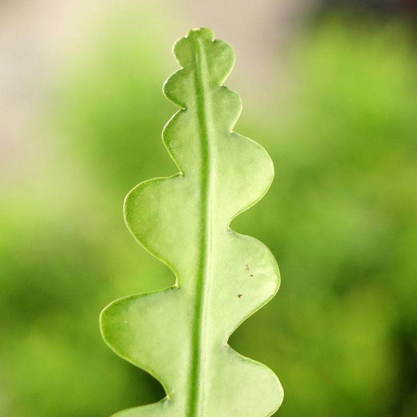 Epiphyllum anguliger - Zaagcactus (Blad)