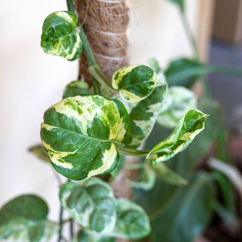 Pothos N'joy - Epipremnum (Blad)