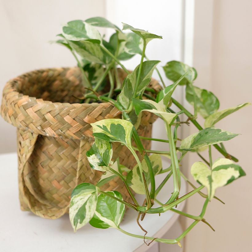 Pothos N'joy - Epipremnum (Groeiplaats)
