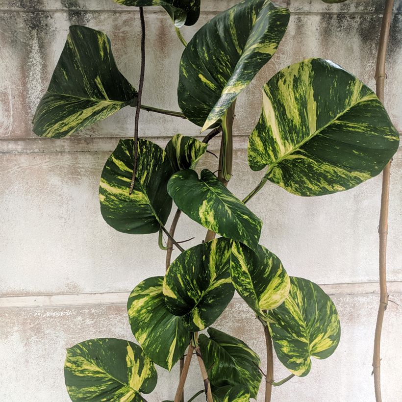 Pothos - Epipremnum aureum (Blad)