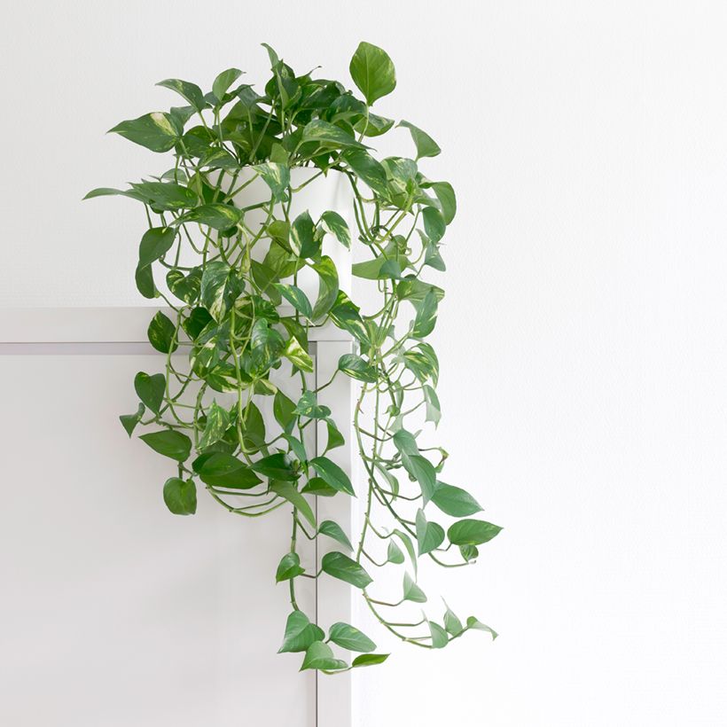 Pothos - Epipremnum aureum (Groeiplaats)