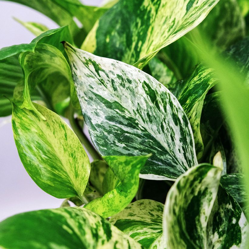 Pothos Marble Queen - Epipremnum aureum (Blad)