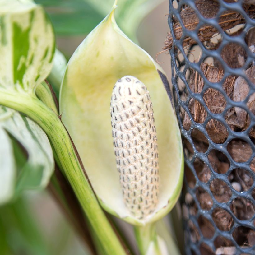 Pothos Marble Queen - Epipremnum aureum (Bloei)