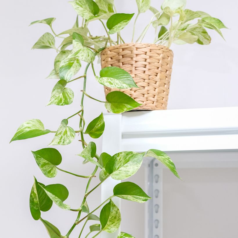 Pothos Marble Queen - Epipremnum aureum (Groeiplaats)