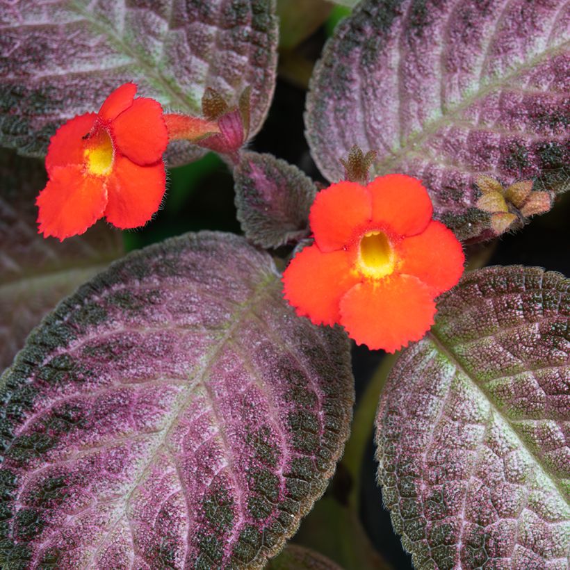 Episcia Malayan Gem - Vlamviolet (Bloei)