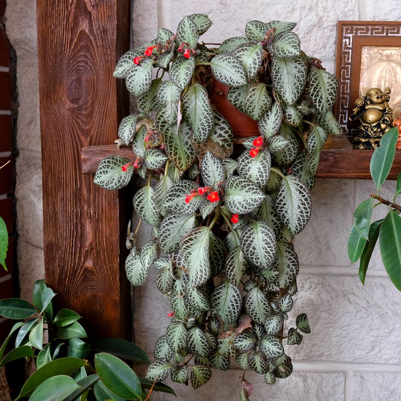 Episcia Silver Shield - Vlamviolet (Groeiplaats)