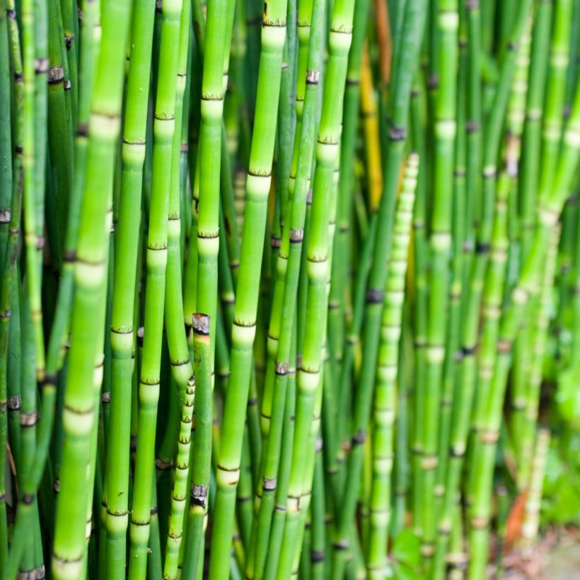 Equisetum camtschatcense - Schaafstro (Foliage)