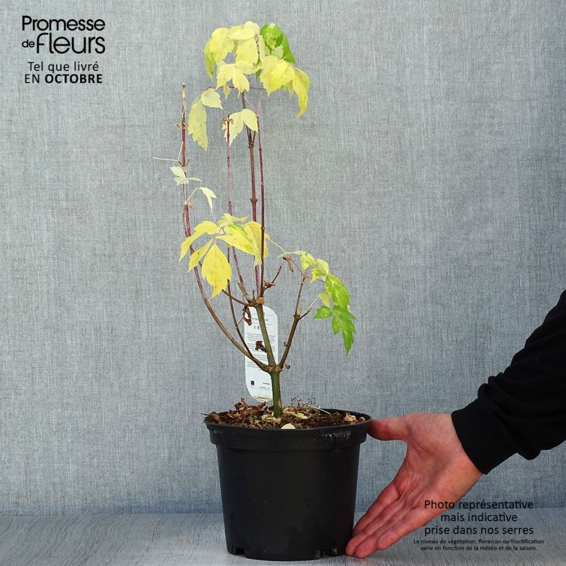 Exemplaar van Acer negundo Kellys Gold - Vederesdoorn Pot van 3 l/4 l zoals geleverd in de herfst