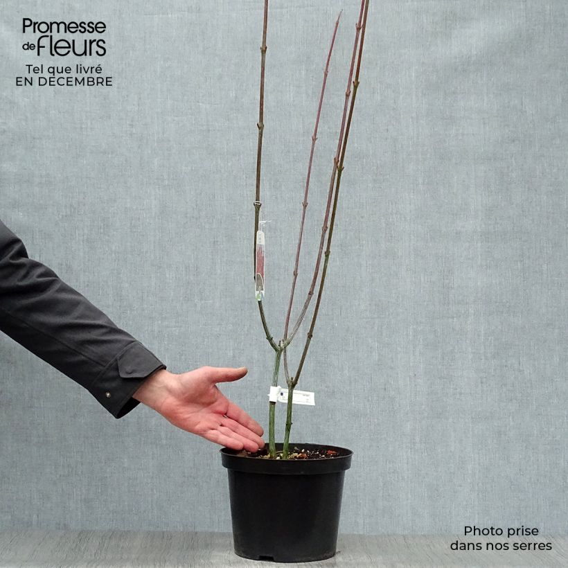 Example of Erable à peau de serpent - Acer capillipes Pot van 7,5 l/10 l as you get in hiver
