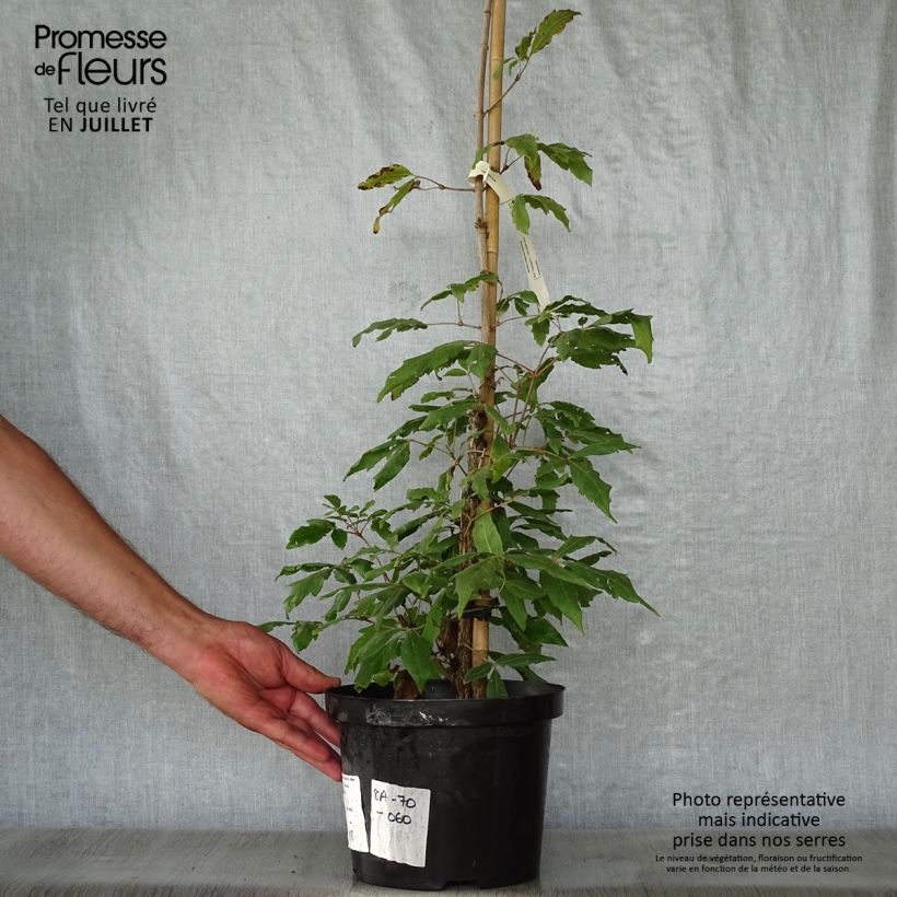 Example of Erable à trois fleurs - Acer triflorum Pot van 4 l/5 l as you get in ete